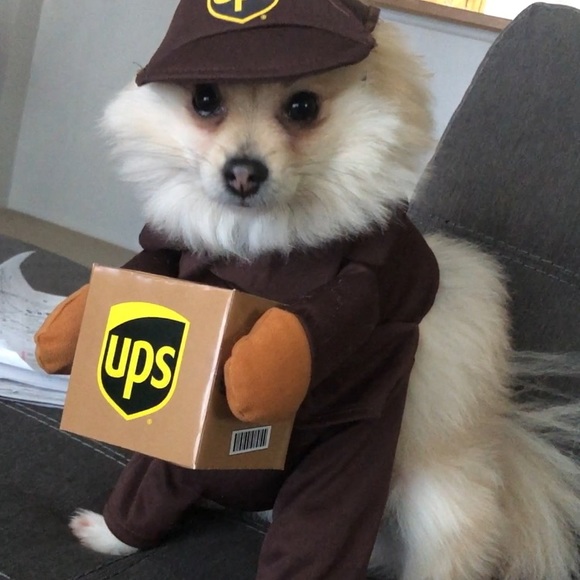 dog ups outfit